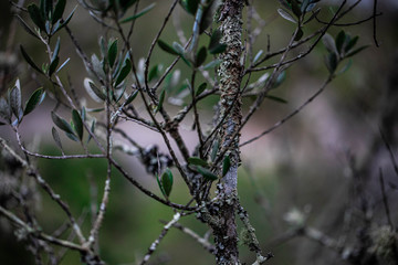 Oliveira