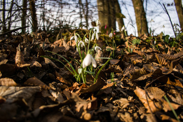 Early spring snowdrops on the forest floor