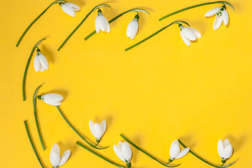 Fototapeta premium Beautiful white snowdrops Galanthus nivalis on a yellow background with copy space. Top view, flat lay