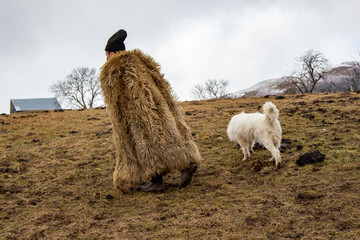  Shepherd dog