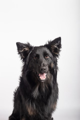 adorable portrait of Border Collie mix black color, healthy and happy, in the photo studio on white background.