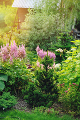 summer garden view with blooming astilbe, dwarf conifers and other shrubs. Landscape design