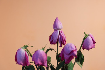 Withered withered dry dead roses bouquet close-up. One of the buds is held straight. The rest of...