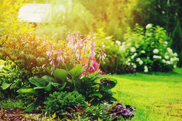beautiful summer garden view, mixed border with hosta, conifers, hydrangea and other shrubs and...