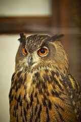 owl