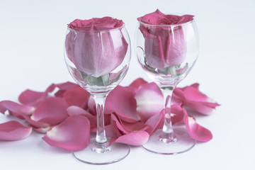 Large heads of fresh roses in wine glasses. Two glasses of roses surrounded by flower petals. White background. Concept. Love, freshness, romance.