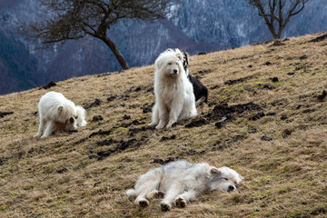 Shepherd dog at work