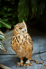 owl