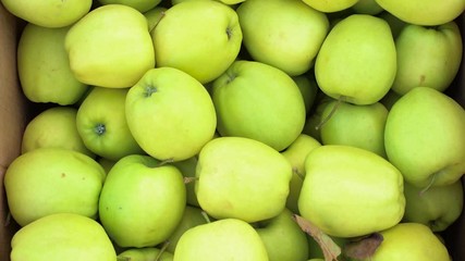Apples of the grade golden delicious. Background of green apples