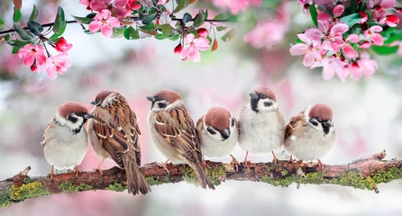 Tuinposter natuurlijke achtergrond met vogels zittend op takken met roze appelbloesems in de lente mei Zonnige tuin © nataba