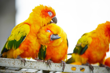 colorful parrot on a branch