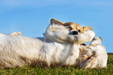 Welsh Corgi Pembroke and Golden Retriever playing in the garden on green grass. Dods have fun