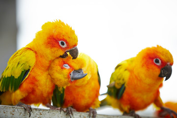 Fototapeta na wymiar group of parrots
