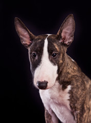 Dog breed mini bull terrier portrait on a black background