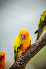 colorful parrot on branch