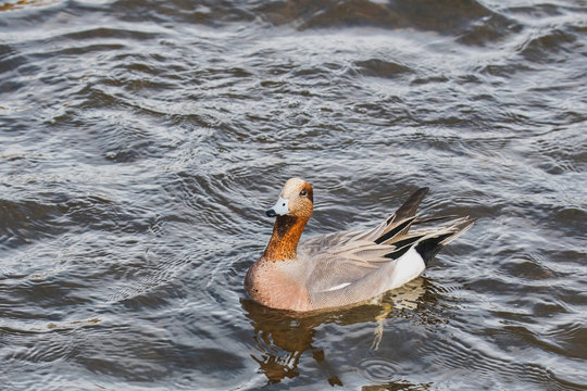 A picture of a male  Eurasian wigeon looking up expectantly for food.    Vancouver  BC  Canada