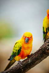 Sun conure at bird garden