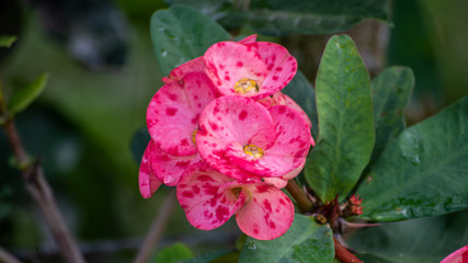 Rosa woodsii in the garden