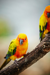 colorful parrot