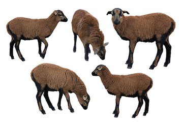 Sheep portraits set on white background