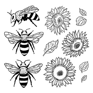 Vector set with bees and sunflowers. Hand drawn illustration
