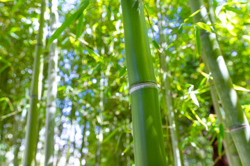 Bamboo forest with bamboo stems in natural greenery background