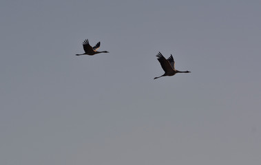 Crane in flight