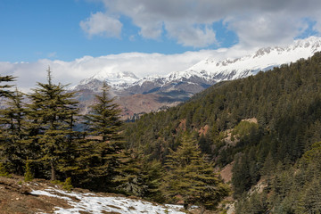 Dried cedar and snowy mountain views
