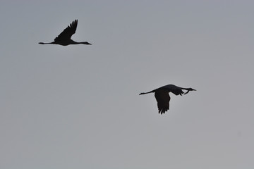 Crane in flight