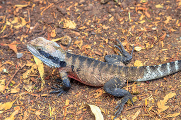 Top view of male brown eastern water dragon basking on the ground. Eastern Australia: Victoria and Queensland.