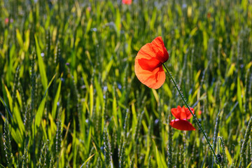 Red bright poppy blossomed in the middle of a green grass