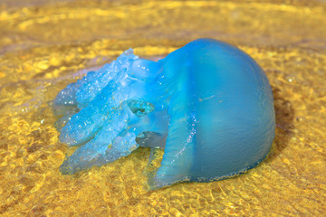 Fototapeta na wymiar Closeup of a blue jellyfish species Velella, near the shore at low tide in Gold Coast of Queensland on Australian beach.