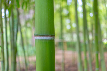 Obraz premium Bamboo stem close up in bamboo forest with natural greenery background.