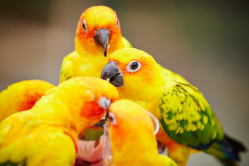 Sun conure at bird garden