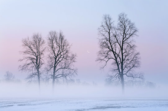 Rural landscape of bare trees and crescent moon at dawn on a foggy winter morning, Michigan, USA