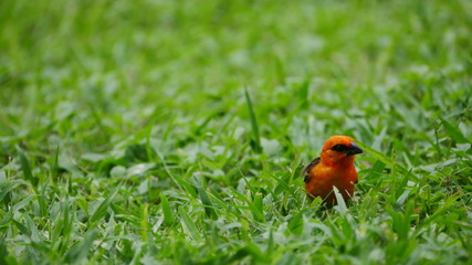 Vögel auf Mauritius