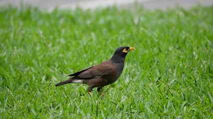 Vögel auf Mauritius