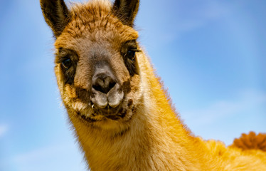 WIlDLIFE, FARM, GERMANY - A portrait of a llama, it lives in a pasture in Deckenbach Germany, on a sunny day and no clouds in the sky.