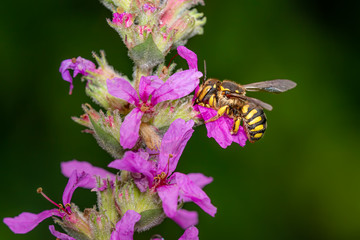 Small anthidium bee sleeping on a flower