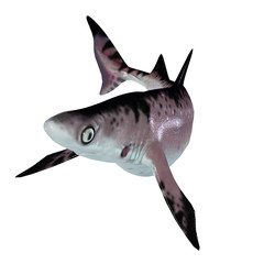 Hybodontiformes Shark - This carnivorous hybodont shark lived in the seas of North America and Europe during the ancient past.