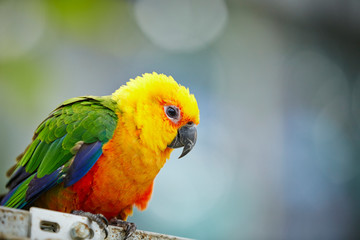 colorful parrot