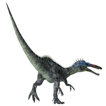 Suchomimus Dinosaur Tail - Suchomimus was a theropod carnivorous dinosaur that lived in Niger, Africa during the Cretaceous Period.