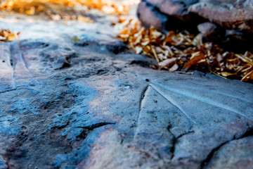 Petroglyphs of the Bronze Age of Yamnaya culture