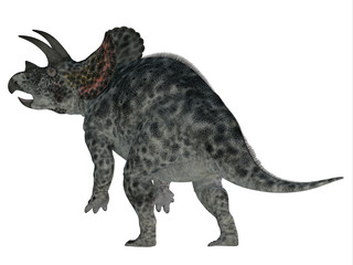 Triceratops Dinosaur Tail - Triceratops was a herbivorous Ceratopsian dinosaur that lived in North America during the Cretaceous Period. © Catmando