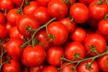 Group of potatoes on the branch, Czech republic