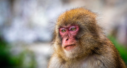 Young monkey with a red face looking to the side. The monkey is looking pensive.