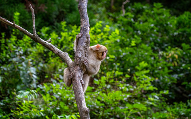 Young monkey climbing a tree in a forest