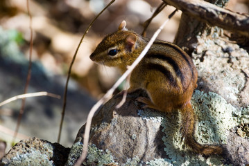Chipmunk