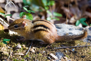 Chipmunk
