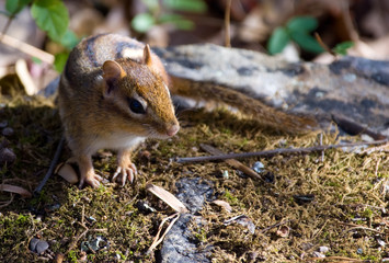 Chipmunk
